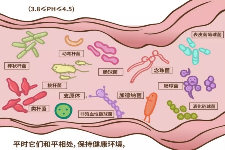 女性清洗私处需注意，不然妇科疾病容易找上你